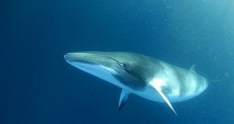 Endangered fin whales are in dire need of help