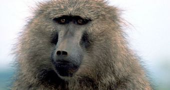 Primates may have originated in the Middle East more than 40 million years ago