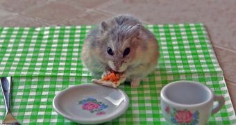 Tiny hamster eats tiny pizza slice