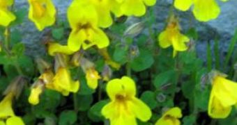 The Monkeyflower Has Two Types of Flower for Two Types of Pollinators