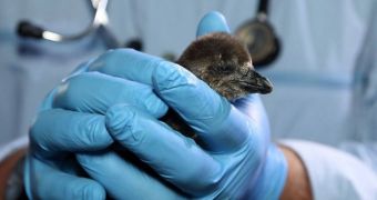 Baby African black-footed penguin born at the Monterey Bay Aquarium in the United States on June 4