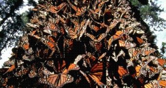 Oyamel trunk covered by monarch butterflies