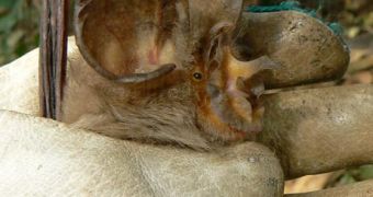 Maclaud's horseshoe bat
