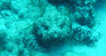 Stonefish photographed in Hawaii