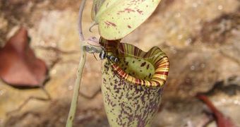Ant on the pitcher of a Nepenthes rafflesiana