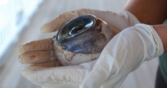 Giant blue eyeball on beach believed to be a swordfish's eye