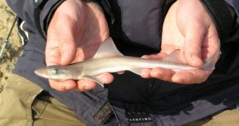 The Mystery of the Irish Smooth-Hound Sharks