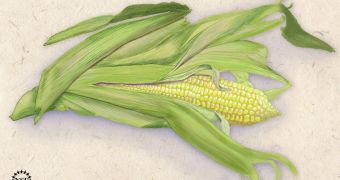 The genetics of corn is among the topics that will be covered by the Plant Genome Research Program