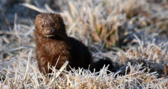 The Netherlands Officially Quits Fur Farming