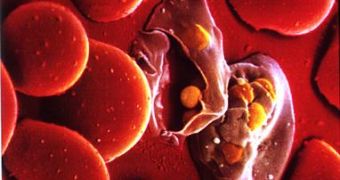 Blood red cells packeted with Plasmodium
