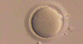 A human female egg, ready for IVF implantation