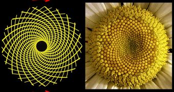 Fibonacci numbers in sun flower