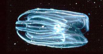 A comb jellyfish species (Mnemiopsis)