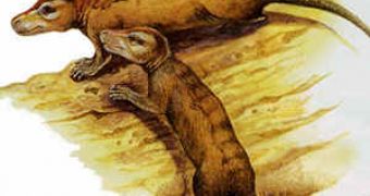 Oligokyphus, a Cynodontia mammalian reptile, the group mammals evolved from