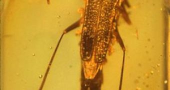 An ancient example of "chemical warfare" about 100 million years old is captured in this sample of amber, in which a soldier beetle is exuding a certain toxin to protect itself from an attacker