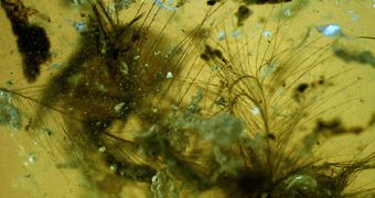 The 100-million-year-old feathers encased in amber