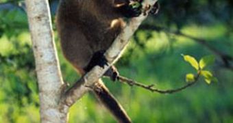 Tree kangaroo (Dendrolagus benettianus)