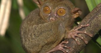 Living tarsier (Tarsius). This is how Teilhardina could have looked like