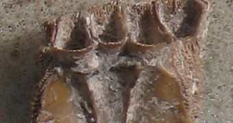 Fossil barnacle signals that whales were consumed. People could not carry huge whale bones into the caves