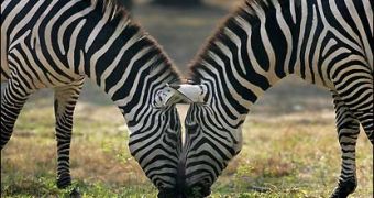 Zebras are nature ultimate prey, argues The Onion