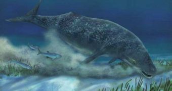 Mammalodon colliveri used its snout and lips to slurp mud off the ocean floor, as it was looking for food some 25 million years ago