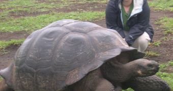 Giant tortoise from Santa Cruz