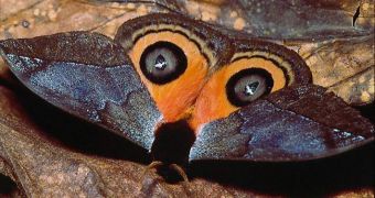 An Automeris moth in defense position