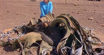 One of the strangest living plants: Welwitschia, a gnetophyt from the Namib desert