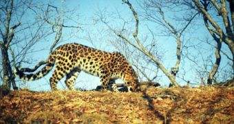 One of the photographed Amur leopards