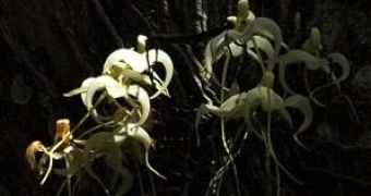 The Naples's ghost orchid