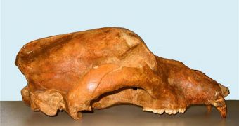 Photo showing the skull of a male Ursus spelaeus