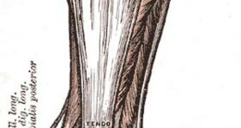 People with a shorter Achilles heel and longer toes can become better athletes than people with normal tendons and toes