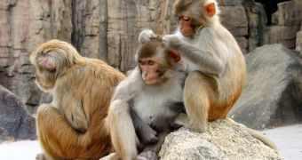 Rhesus macaques, the monkey that led to the discovery of the Rh antigen