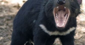 The Tasmanian devil that first started the epidemic now wreaking havoc in the general population lived some 20 years ago
