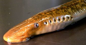 The lamprey sheds 20 percent of its genetic material during development