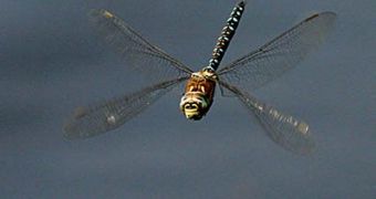 The Secret of the Dragonfly Flight Revealed