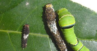 Different stages of the caterpillar of Papilio xuthus