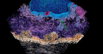 3-D image of a human skin cell: regions of cell-cell contact (sandy brown), nucleus and nuclear envelope (blue) with pores (red), microtubules (green), mitochondria (purple), endoplasmic reticulum (steel blue)