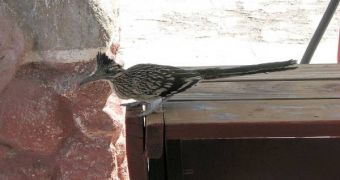 If left alone, roadrunners can become accustomed to human presence