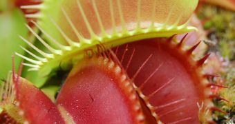 The trap of the carnivorous plant Dionaea has very quick reflexes