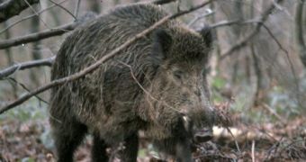 European wild boar