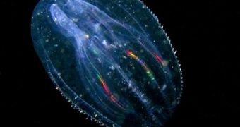 This North American comb jellyfish, Mnemiopsis leidyi eats large quantities of zooplankton, thanks to its ability of being hydrodynamically invisible.