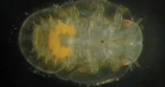 The bright yellow structure inside this newly hatched psyllid insect is the bacteriome, that houses  the Carsonella bacteria
