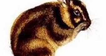 Unknown to many, the Sumatran striped rabbit is also faced with extinction