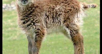 The Soay sheep relies mostly on seasonal biology to survive in the wild on the North Atlantic islands of St Kilda.