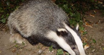 The UK thinks a massive badger culling is the most suitable option to control the numer of cases of bovine tuberculosis