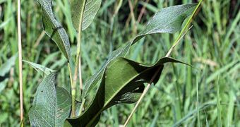 Japanese knotweed problem will be addressed with the introduction of a specific predator insect at specific sites in the United Kingdom