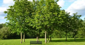 The UK announces investments in planting trees, managing existing forests
