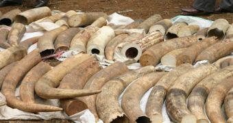The US announces plans to destroy its ivory stockpile