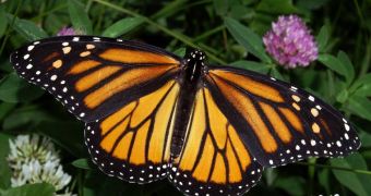 The US is considering listing monarch butterflies as an endangered or threatened species